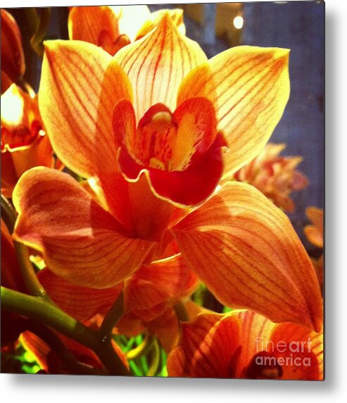 Orchid Metal Print featuring the photograph Transparent #1 by Nona Kumah