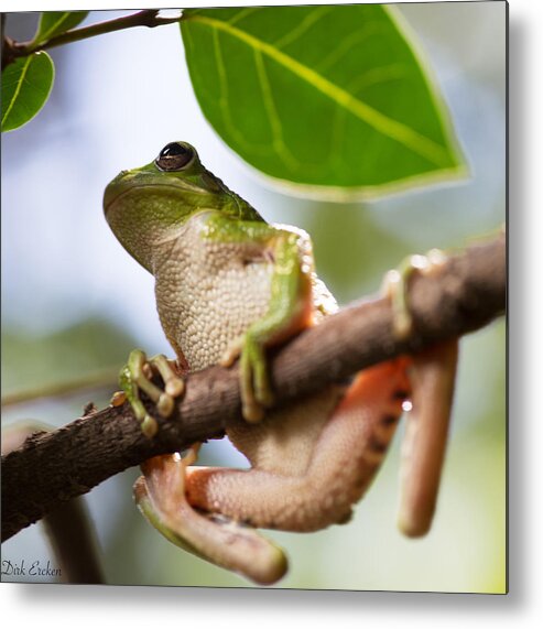 Bolivia Metal Print featuring the photograph Tropical Tree Frog #1 by Dirk Ercken