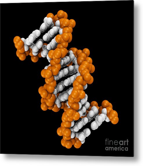 Adenine Metal Print featuring the photograph 3d Dna Molecule #2 by Scott Camazine