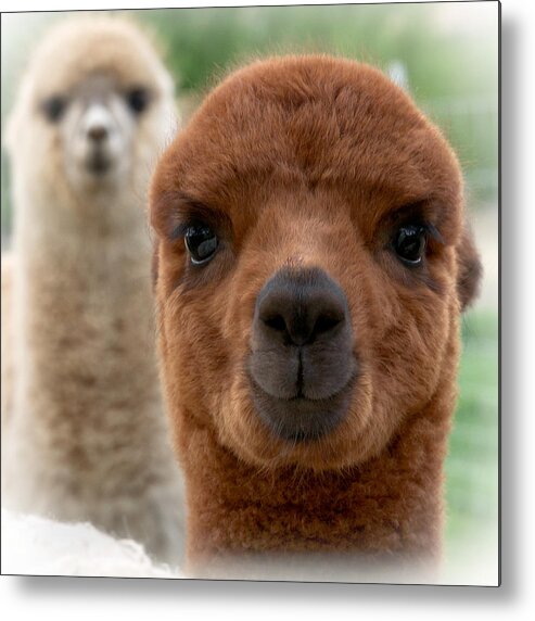 Alpaca Metal Print featuring the photograph Alpaca #2 by Paul Berger