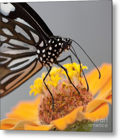 Blue Tiger Butterfly Metal Print featuring the photograph Blue Tiger Butterfly #2 by Chris Scroggins
