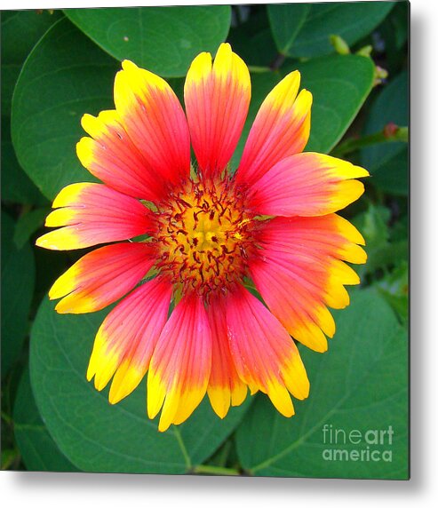 Flower Metal Print featuring the photograph Flower 10 by Nancy L Marshall
