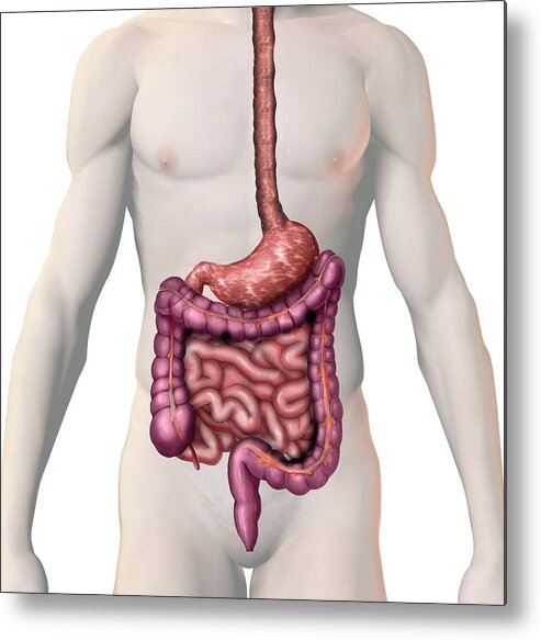 Large Intestine Metal Print featuring the photograph Gi Tract #2 by Carol & Mike Werner