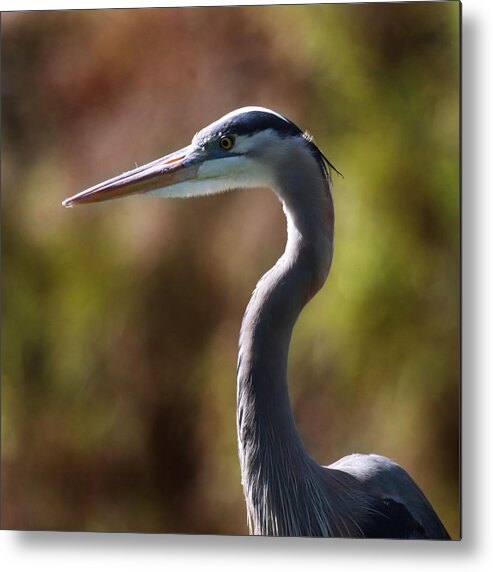 Great Blue Heron Metal Print featuring the photograph Great Blue Heron #2 by Joseph G Holland
