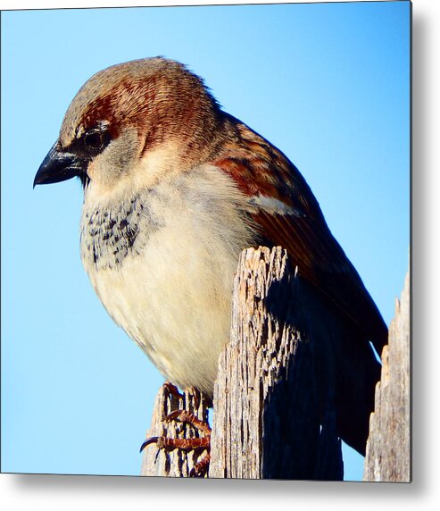 House Metal Print featuring the photograph House Sparrow #2 by David G Paul