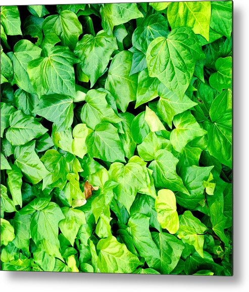 Lush Metal Print featuring the photograph Ivy #2 by Les Cunliffe