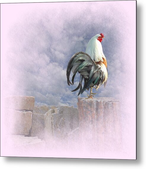 Rooster Metal Print featuring the photograph Mr Rooster #1 by Jeff Burgess