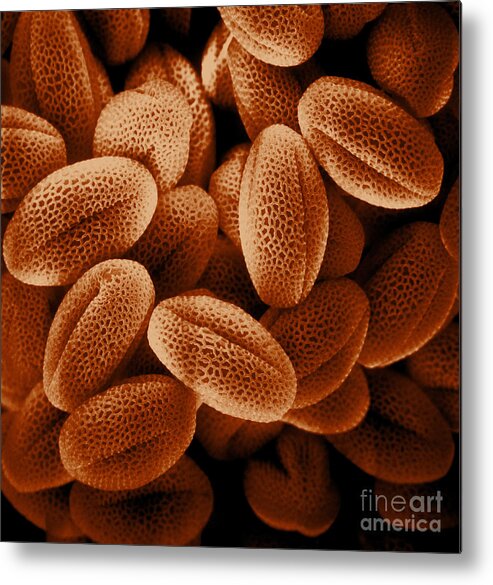 Sem Metal Print featuring the photograph Sem Of Grass Pollen #8 by David M Phillips
