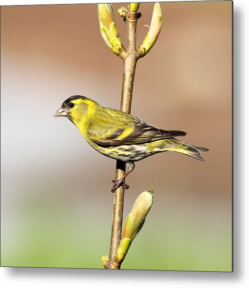 Tree Metal Print featuring the photograph Siskin #2 by Grant Glendinning