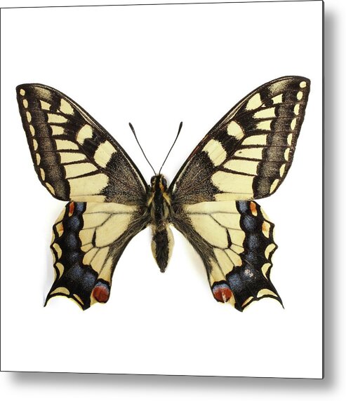 Indoors Metal Print featuring the photograph Swallowtail Butterfly #2 by Science Photo Library