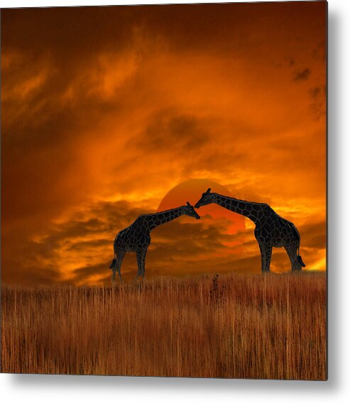 Giraffes Metal Print featuring the photograph 2978 by Peter Holme III