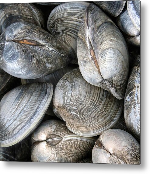 Clams Metal Print featuring the photograph Clams #3 by Heidi Farmer