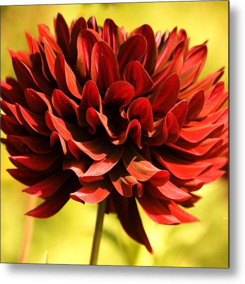 Red Dahlia Metal Print featuring the photograph Good Morning #3 by Bonnie Bruno