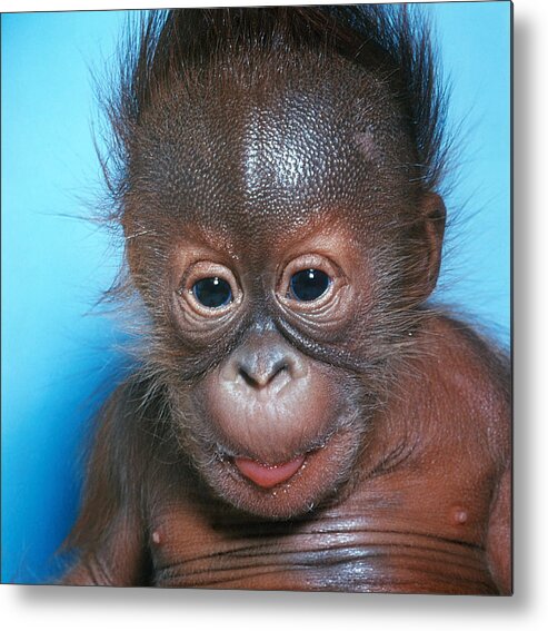 Animal Metal Print featuring the photograph Orangutan Pongo Pygmaeus Baby by Toni Angermayer