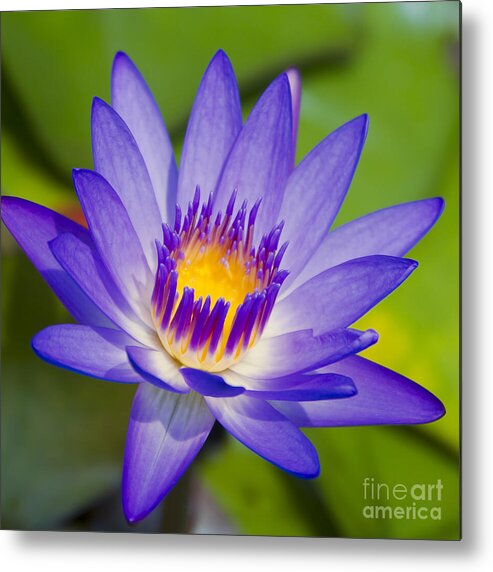 Water Lily Metal Print featuring the photograph Pupukea Garden Breeze #3 by Sharon Mau