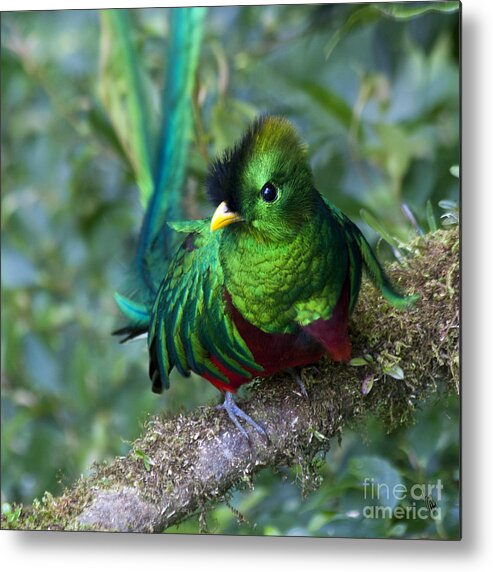 Bird Metal Print featuring the photograph Quetzal by Heiko Koehrer-Wagner