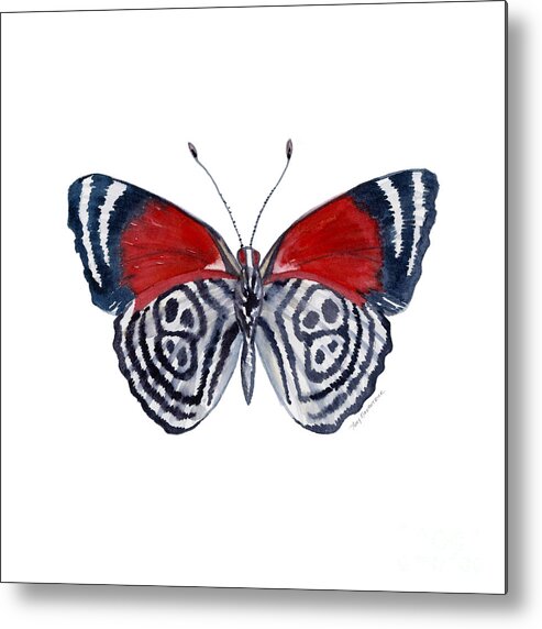 Diathria Metal Print featuring the painting 37 Diathria Clymena Butterfly by Amy Kirkpatrick