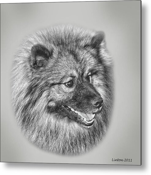 Keeshond Metal Print featuring the digital art Keeshond #4 by Larry Linton