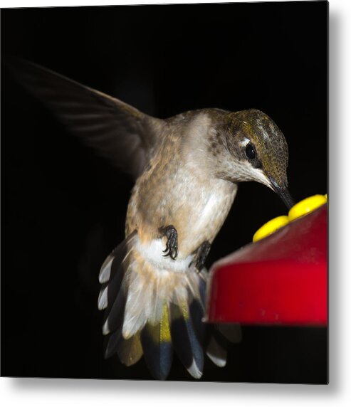 Ruby-throated Hummingbird Metal Print featuring the photograph Ruby Throated Hummingbird #4 by Robert L Jackson
