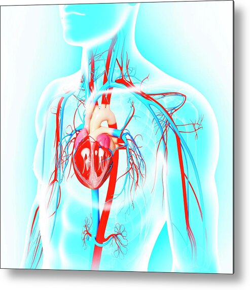 Artwork Metal Print featuring the photograph Male Cardiovascular System #40 by Pixologicstudio/science Photo Library
