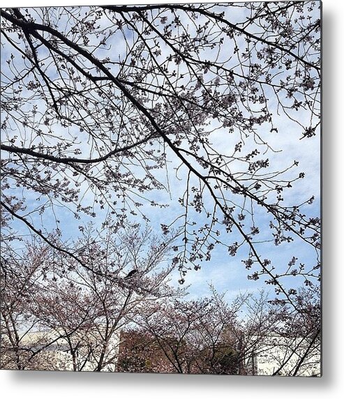 Landscape Metal Print featuring the photograph #landscape Cherryblossoms #5 by Tokyo Sanpopo