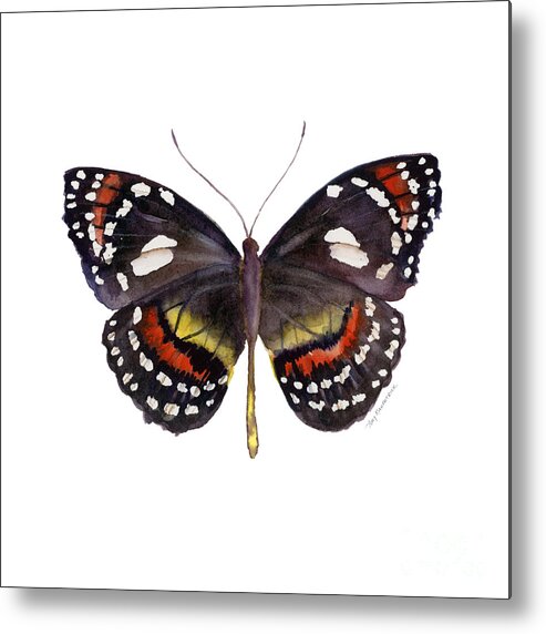Elzunia Bonplandii Butterfly Metal Print featuring the painting 50 Elzunia Bonplandii Butterfly by Amy Kirkpatrick