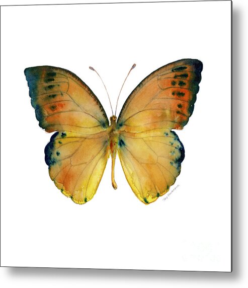 Leucippe Metal Print featuring the painting 53 Leucippe Detanii Butterfly by Amy Kirkpatrick