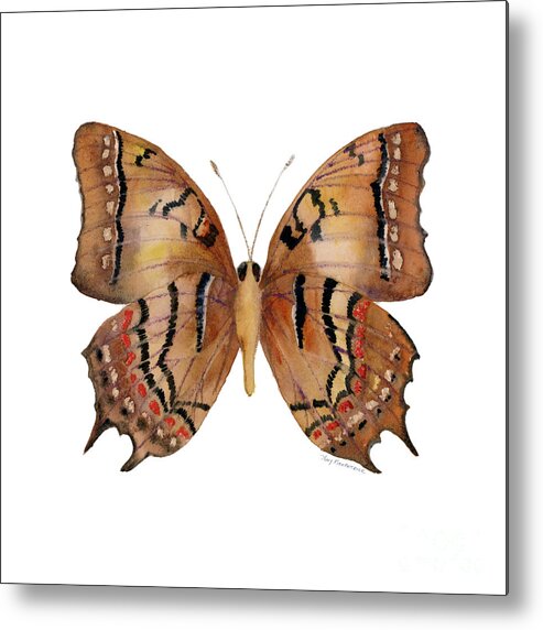 Galaxia Butterfly Metal Print featuring the painting 62 Galaxia Butterfly by Amy Kirkpatrick