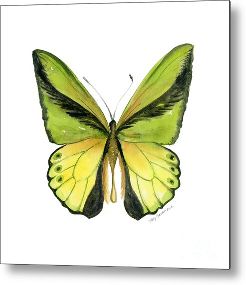 Goliath Butterfly Metal Print featuring the painting 8 Goliath Birdwing Butterfly by Amy Kirkpatrick