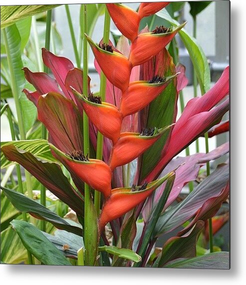 Exotic Metal Print featuring the photograph Exotic Plant by Jessica Thomas