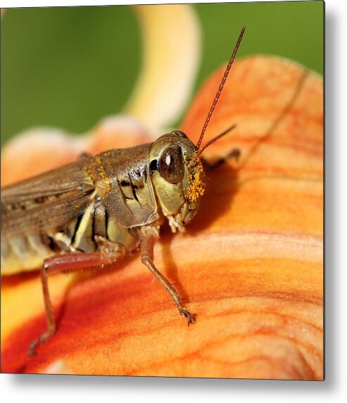 Grasshopper Metal Print featuring the photograph A Face Full of Pollen by Doris Potter