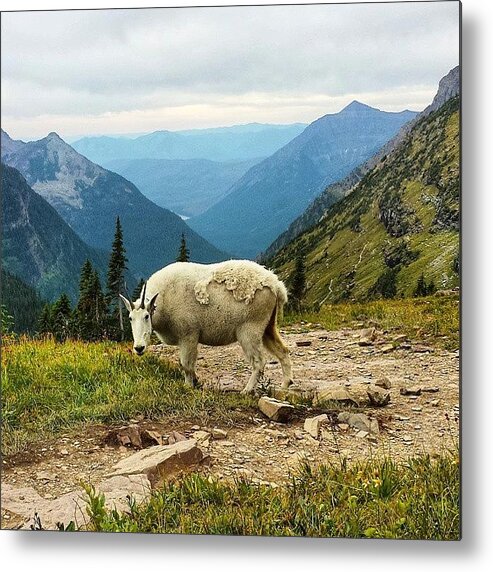 Mountains Metal Print featuring the photograph A Friendly Goat On My Hike
#montana by Hilary Solack