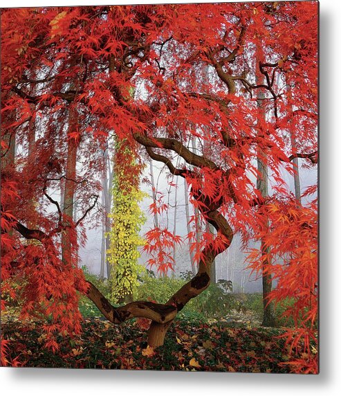 Landscape Metal Print featuring the photograph A Japanese Maple Tree by Richard Felber