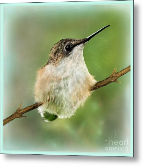 Hummingbird Metal Print featuring the digital art A Moments Pause by Mary Eichert