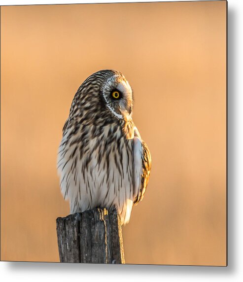 Short-eared Owl Metal Print featuring the photograph A Vision In Gold by Yeates Photography