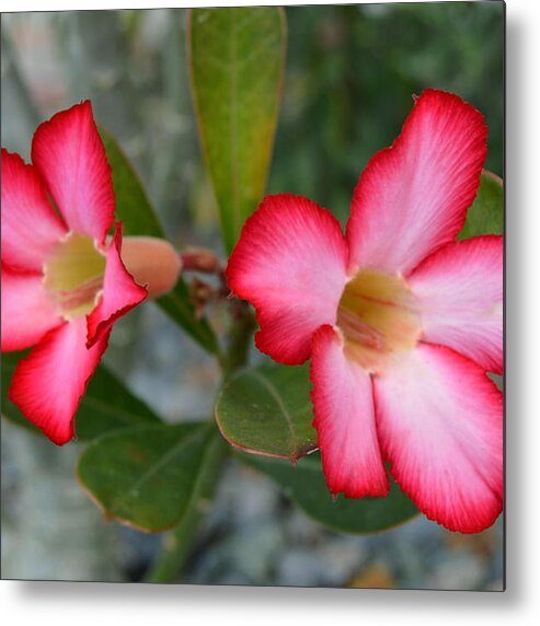 Flower Metal Print featuring the photograph Adenium flower by Doug Grey