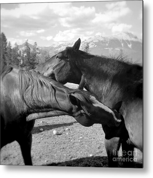 Photography Metal Print featuring the photograph Affection two horses by Ivy Ho