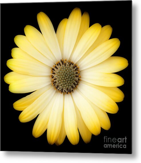 Daisy Metal Print featuring the photograph African Daisy by Patty Colabuono