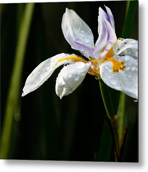 Nature Metal Print featuring the photograph African Iris Dewed by W Chris Fooshee