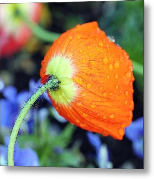 Beautiful Metal Print featuring the photograph After The Rain by Luisa Azzolini