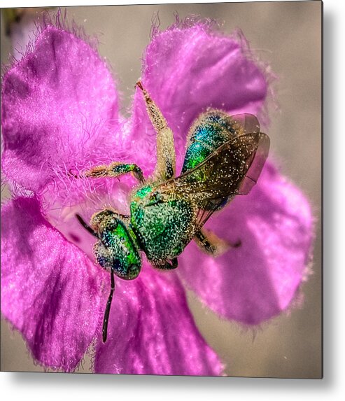 Antenna Metal Print featuring the photograph Agapostemon texanus by Rob Sellers