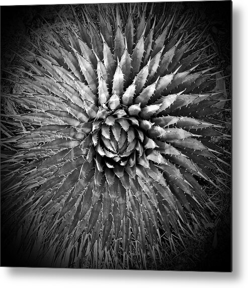 Agave Metal Print featuring the photograph Agave Spikes Black and White by Alan Socolik