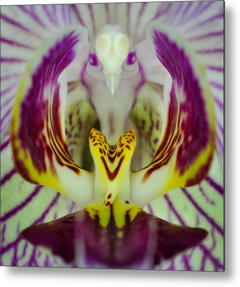 Phalaenopsis Orchid Metal Print featuring the photograph Alien Bird Flower by Kevin Munro