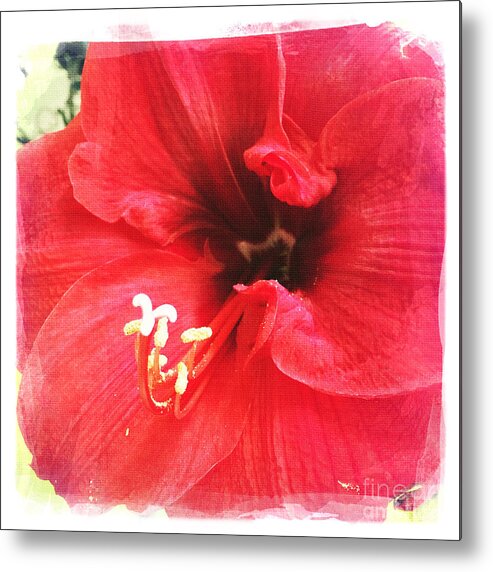Amaryllis Metal Print featuring the photograph Amaryllis by Nina Prommer