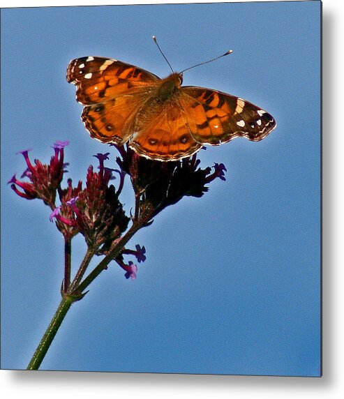 American Metal Print featuring the photograph American Lady Butterfly with Blue Sky by Karen Adams