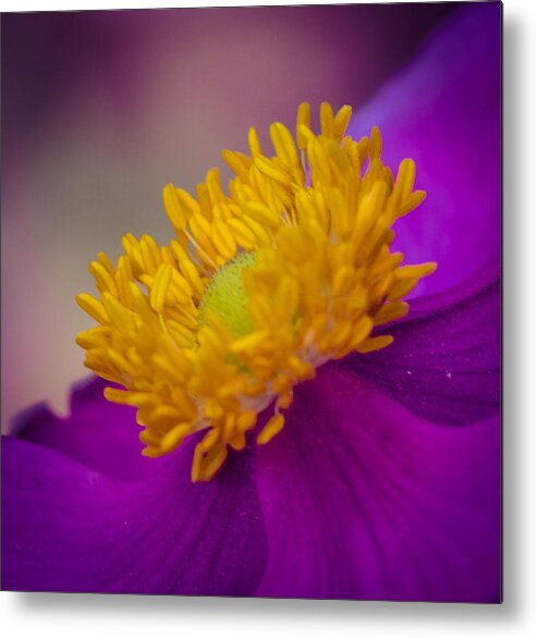 Anemone Metal Print featuring the photograph Anemone by Cathy Donohoue