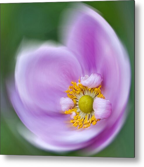 Anemone Metal Print featuring the photograph Anemone Swirl by Diane Fifield