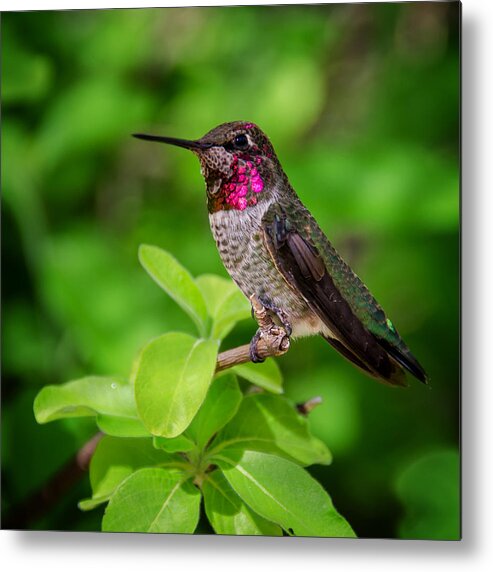 Hummingbird Metal Print featuring the photograph Anna's in the Leaves by Evelyn Harrison