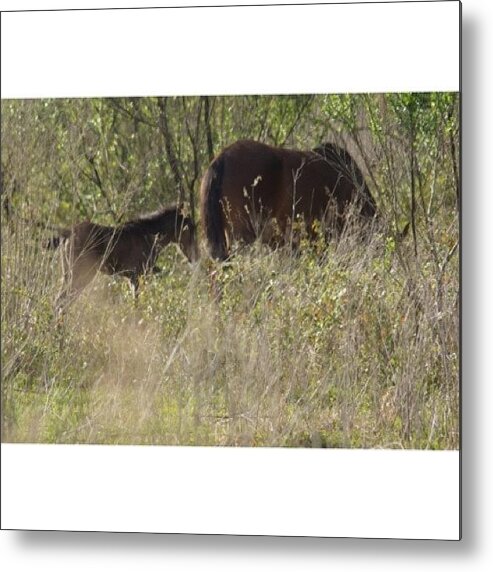 Beautiful Metal Print featuring the photograph Another Baby In The Trail :) by Pedro E Cruz