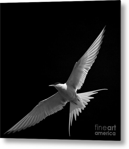 Arctic Turn Gliding Metal Print featuring the photograph Arctic Turn gliding by Paul Davenport